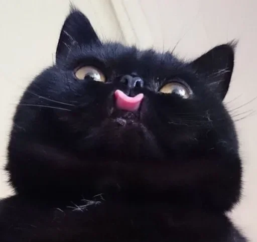 😛 Стикер «Жирная шаурма» для Telegram