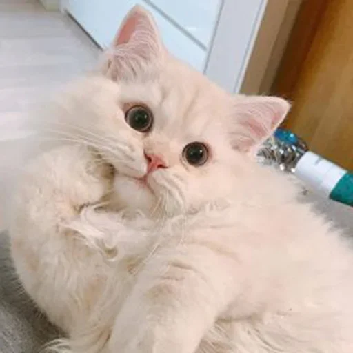 😊 Стикер «Жирная шаурма» для Telegram