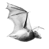 🦇 Эмодзи «Fears» для Telegram