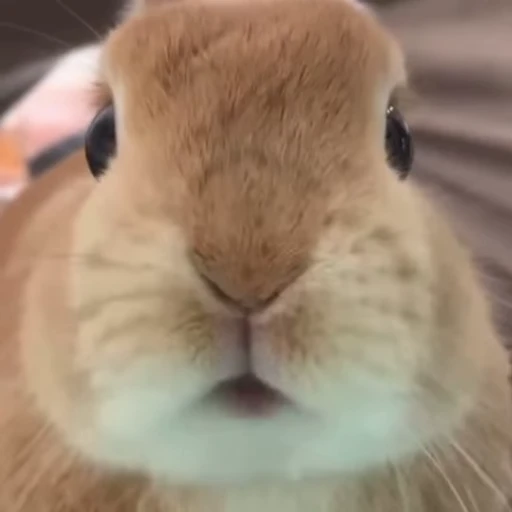Стикерпак Кролики / Rabbits для Telegram — скачать