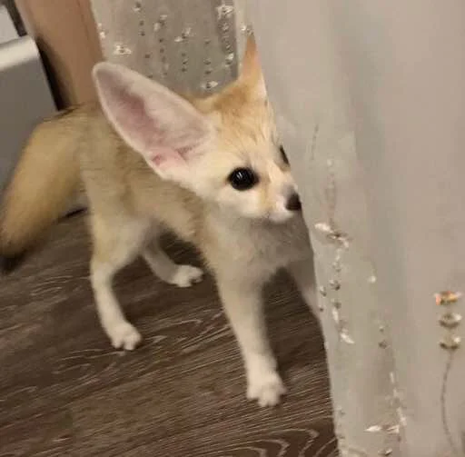 👁 Стикер «FensFennecPack» для Telegram