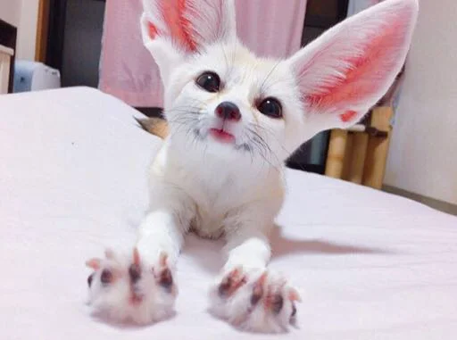🦊 Стикер «FensFennecPack» для Telegram
