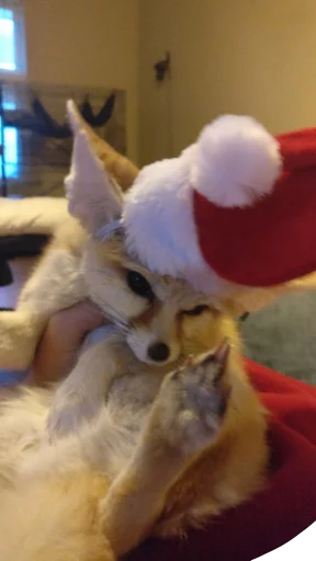 🎅 Стикер «FensFennecPack» для Telegram