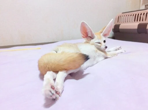 🍑 Стикер «FensFennecPack» для Telegram