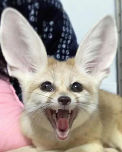 😄 Стикер «FensFennecPack» для Telegram