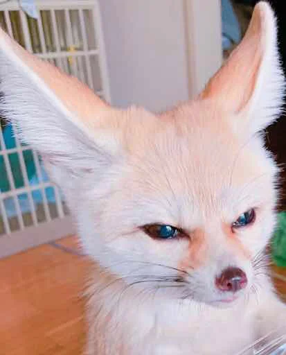 😡 Стикер «FensFennecPack» для Telegram