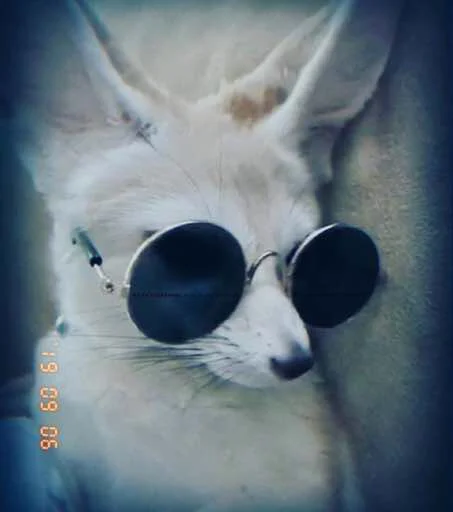 😎 Стикер «FensFennecPack» для Telegram