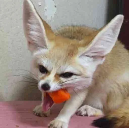 🥕 Стикер «FensFennecPack» для Telegram