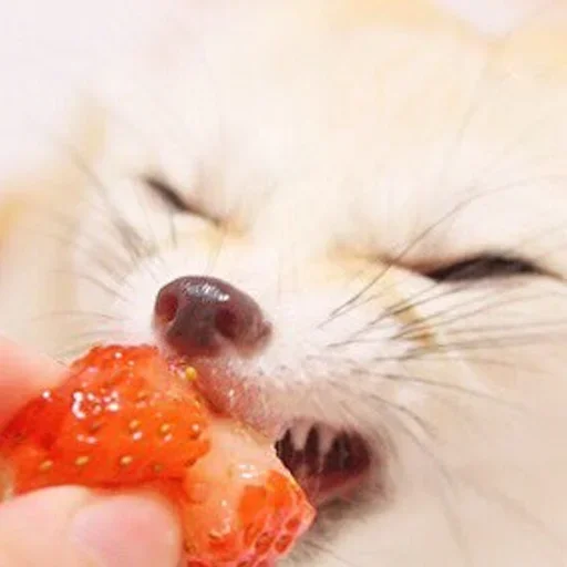 🍓 Стикер «FensFennekPack2» для Telegram