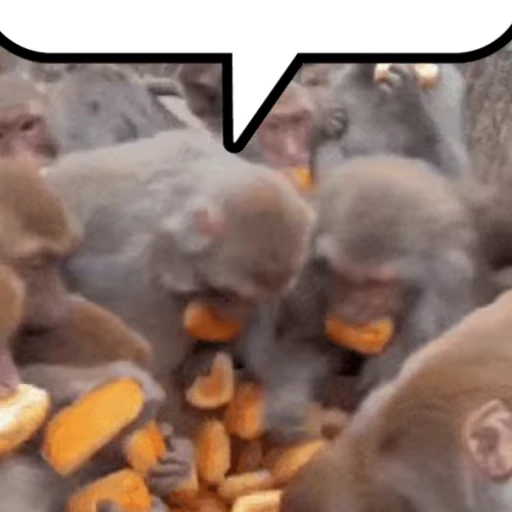 🐒 Стикер «Chatting» для Telegram
