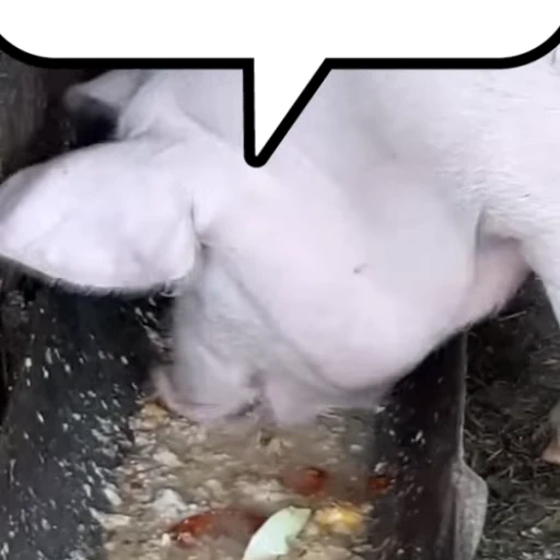 🐖 Стикер «Chatting» для Telegram