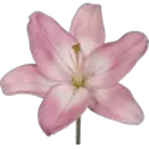 🌟 Эмодзи «fleur» для Telegram
