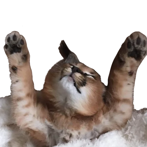 Стикерпак Floppa Caracal для Telegram — скачать