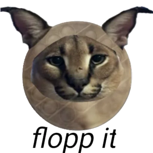 Стикерпак Floppa для Telegram — скачать