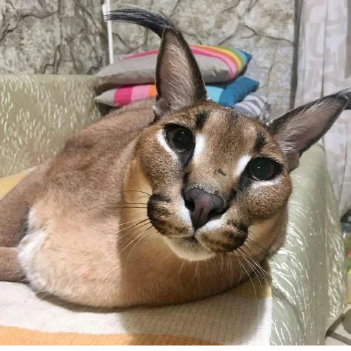 😸 Стикер «Floppa» для Telegram