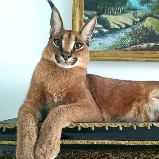 😽 Стикер «Floppa» для Telegram