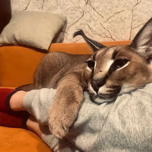 😻 Стикер «Floppa» для Telegram