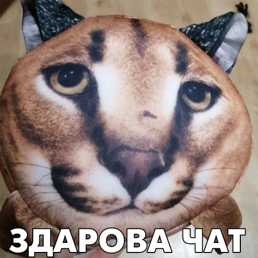 Стикерпак Floppa BLOPTOP для Telegram — скачать