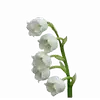 🌟 Эмодзи «୨ Flower» для Telegram