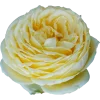 🤩 Эмодзи «Flowers» для Telegram