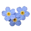 🤩 Эмодзи «Flowers» для Telegram