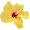 🤩 Эмодзи «Flowers» для Telegram