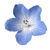 🤩 Эмодзи «Flowers» для Telegram