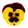 🤩 Эмодзи «Flowers» для Telegram