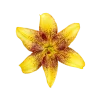 🤩 Эмодзи «Flowers» для Telegram