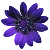 🤩 Эмодзи «Flowers» для Telegram