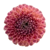 🤩 Эмодзи «Flowers» для Telegram