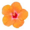 🤩 Эмодзи «Flowers» для Telegram