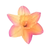 🤩 Эмодзи «Flowers» для Telegram