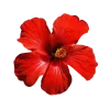 🤩 Эмодзи «Flowers» для Telegram