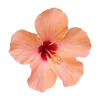 🤩 Эмодзи «Flowers» для Telegram