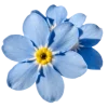 🤩 Эмодзи «Flowers» для Telegram