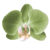 🤩 Эмодзи «Flowers» для Telegram