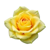 🤩 Эмодзи «Flowers» для Telegram