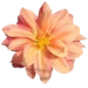 🤩 Эмодзи «Flowers» для Telegram
