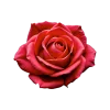 🤩 Эмодзи «Flowers» для Telegram