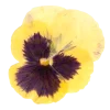 🤩 Эмодзи «Flowers» для Telegram