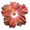 🤩 Эмодзи «Flowers» для Telegram