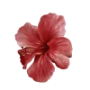 🤩 Эмодзи «Flowers» для Telegram