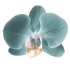 🤩 Эмодзи «Flowers» для Telegram