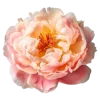 🤩 Эмодзи «Flowers» для Telegram