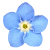 🤩 Эмодзи «Flowers» для Telegram