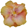 🤩 Эмодзи «Flowers» для Telegram