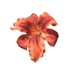 🤩 Эмодзи «Flowers» для Telegram
