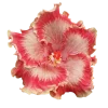 🤩 Эмодзи «Flowers» для Telegram