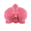 🤩 Эмодзи «Flowers» для Telegram